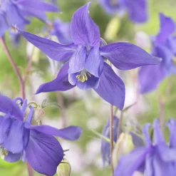 Ancolie des Alpes - Fleurs bleues faciles au jardin