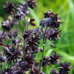 Ancolie des jardins 'Black Barlow' - Le noir qui sublime l'ombre