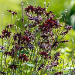 Ancolie des jardins 'Black Barlow' - Le noir qui sublime l'ombre