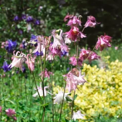 Ancolie des jardins Heidi - Fleurs élégantes sans effort