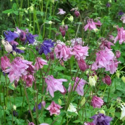 Ancolie des jardins Heidi - Fleurs élégantes sans effort