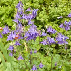 Ancolie des jardins - La vivace qui se ressème seule