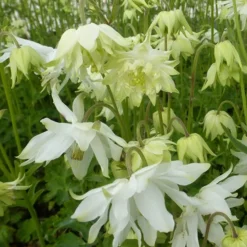 Ancolie des jardins White Barlow - Fleurs doubles, effet nuage