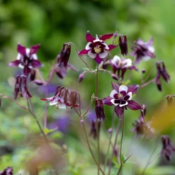 Ancolie des jardins William Guiness - Le charme bicolore au jardin