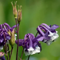 Ancolie des jardins Winky Double Blue & White - Fleurs doubles bleu et blanc