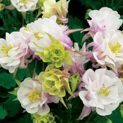 Ancolie à fleurs doubles Winky Rose White - Des fleurs doubles dès le printemps