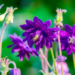 Ancolie Hybride 'Blue Barlow' - Des pompons bleus au jardin