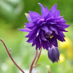Ancolie Hybride 'Blue Barlow' - Des pompons bleus au jardin