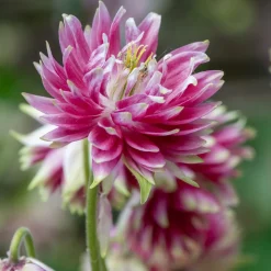 Ancolie Nora Barlow - Des pompons roses au jardin