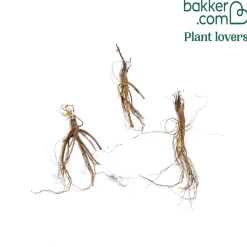 3 Ancolies Barlow en mélange - Des fleurs doubles sans effort