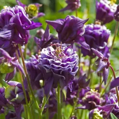 3 Ancolies des jardins Granny's Bonnets en mélange - Des massifs fleuris sans effort
