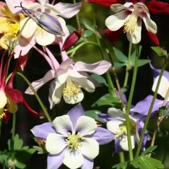 5 Ancolies Mac Kana en mélange - Un nuage de fleurs colorées