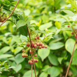 Andromède campanulée - Clochettes rouges au jardin