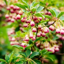 Andromède campanulée - Clochettes rouges au jardin