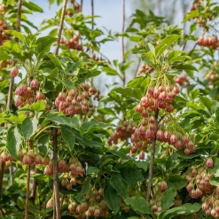 Andromède campanulée - Clochettes rouges au jardin