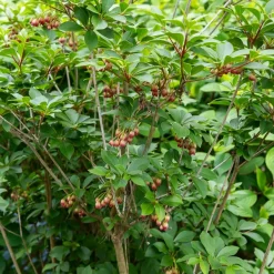 Andromède campanulée - Clochettes rouges au jardin