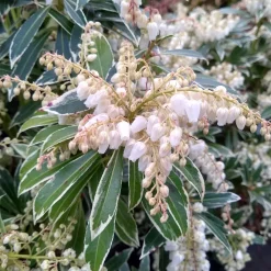 Andromède Flaming Silver - Un feuillage qui change 3 fois