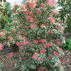 Andromède Flaming Silver - Un feuillage qui change 3 fois