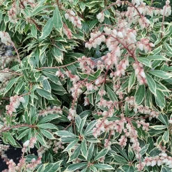 Andromède Flaming Silver - Un feuillage qui change 3 fois