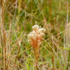 Andropogon - Barbon fendu - Éclat argenté au jardin