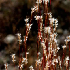 Andropogon - Barbon fendu - Éclat argenté au jardin