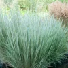 Andropogon Ha Ha Tonka - Colonne bleutée qui vire au feu