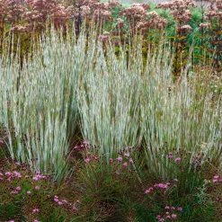 Andropogon Ha Ha Tonka - Colonne bleutée qui vire au feu
