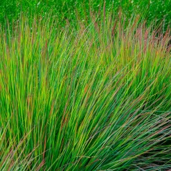 Andropogon Standing Ovation - Le feuillage qui change de couleur