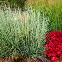 Andropogon Standing Ovation - Le feuillage qui change de couleur