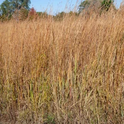 Andropogon Wildwest - Le feu de l'automne au jardin