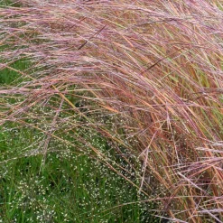 Andropogon Wildwest - Le feu de l'automne au jardin