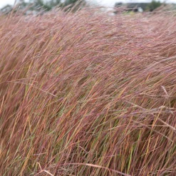 Andropogon Wildwest - Le feu de l'automne au jardin