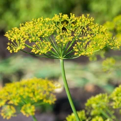 Aneth Bouquet - Aneth frais toute la belle saison