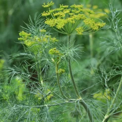 Aneth Bouquet - Aneth frais toute la belle saison