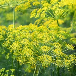 Aneth Bouquet Bio - Aneth frais tout l'été