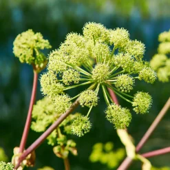 Angélique officinale - La géante parfumée du jardin