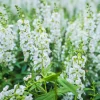 Angélonia blanche - Fleurs tout l'été sans effort