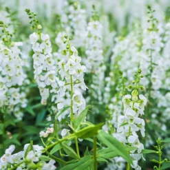 Angélonia blanche - Fleurs tout l'été sans effort