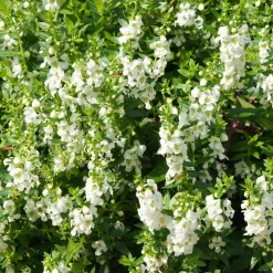 Angélonia blanche - Fleurs tout l'été sans effort