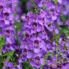 Angélonia - Fleurs tout l'été sans effort
