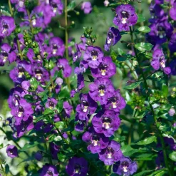 Angélonia - Fleurs tout l'été sans effort