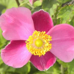 Anémone d'automne Praecox - L'automne fleuri sans effort