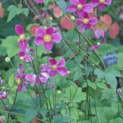 Anémone d'automne Splendens - Des fleurs quand tout fane