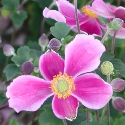 Anémone d'automne Splendens - Des fleurs quand tout fane