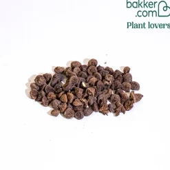 Anémone de Caen en mélange - Un tapis de couleurs vives