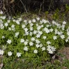Anémone des bois - Un tapis blanc au printemps
