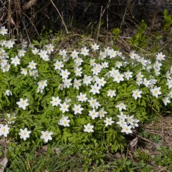 Anémone des bois - Un tapis blanc au printemps