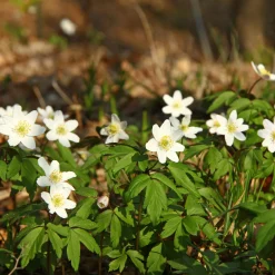 Anémone des bois - Un tapis blanc au printemps