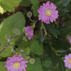 Anémone du Japon Pamina - Fleurs roses tout l'automne