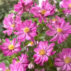 Anémone du Japon 'Prinz Heinrich - Le jardin fleuri jusqu'en octobre